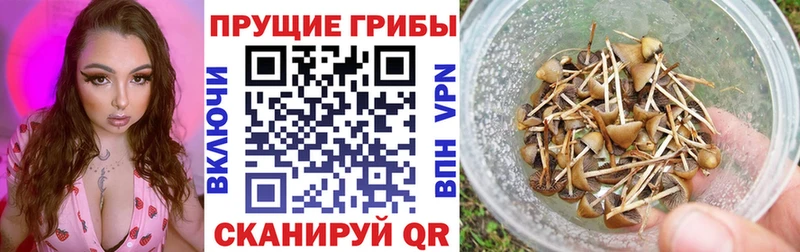 Купить  Юрюзань  Галлюциногенные грибы ЛСД 